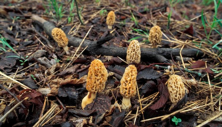 Foraging for Morel Mushrooms? You Need These Tips