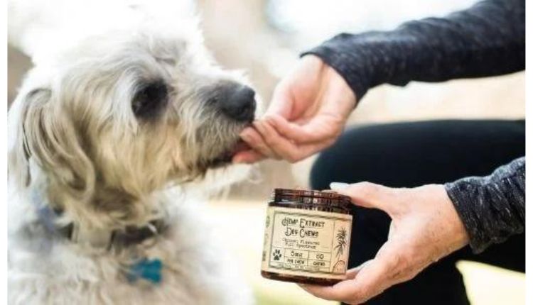 Cannabidiol CBD for Dogs: A Cure-All for All Dogs?