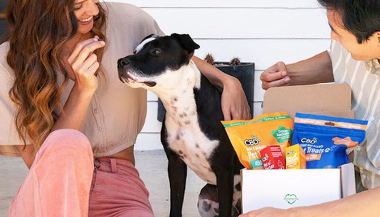CBD Dog Treats For Anxiety—All Paws Essentials