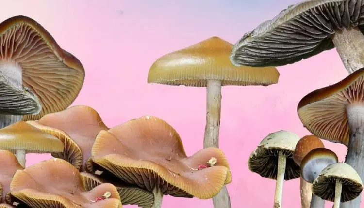 BuyMagic Mushrooms uk