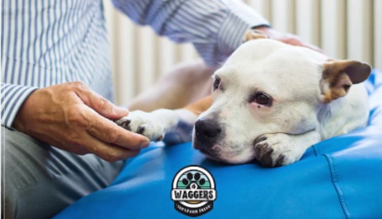 Choosing the Right Veterinary Hospital for Your Pet: A Comprehensive Guide
